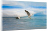 Dominican Seagulls by Iceberg by Anonymous