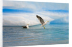 Dominican Seagulls by Iceberg by Anonymous