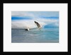 Dominican Seagulls by Iceberg by Anonymous