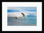 Dominican Seagulls by Iceberg by Anonymous