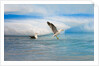 Dominican Seagulls by Iceberg by Anonymous