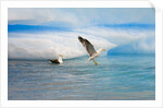 Dominican Seagulls by Iceberg by Anonymous