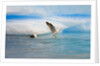 Dominican Seagulls by Iceberg by Anonymous