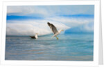 Dominican Seagulls by Iceberg by Anonymous