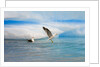 Dominican Seagulls by Iceberg by Anonymous