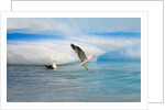 Dominican Seagulls by Iceberg by Anonymous