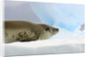 Crabeater Seal Resting on Ice by Anonymous