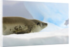 Crabeater Seal Resting on Ice by Anonymous