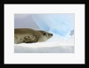 Crabeater Seal Resting on Ice by Anonymous
