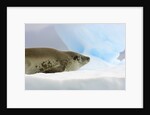 Crabeater Seal Resting on Ice by Anonymous