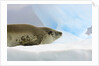 Crabeater Seal Resting on Ice by Anonymous