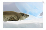 Crabeater Seal Resting on Ice by Anonymous