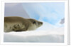 Crabeater Seal Resting on Ice by Anonymous
