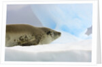 Crabeater Seal Resting on Ice by Anonymous