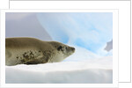 Crabeater Seal Resting on Ice by Anonymous