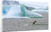 Killer Whale Diving near Penguin on Iceberg by Anonymous