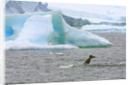 Killer Whale Diving near Penguin on Iceberg by Anonymous