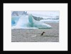 Killer Whale Diving near Penguin on Iceberg by Anonymous