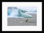 Killer Whale Diving near Penguin on Iceberg by Anonymous