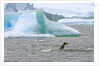 Killer Whale Diving near Penguin on Iceberg by Anonymous