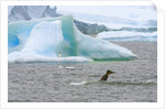 Killer Whale Diving near Penguin on Iceberg by Anonymous
