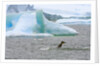 Killer Whale Diving near Penguin on Iceberg by Anonymous