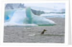 Killer Whale Diving near Penguin on Iceberg by Anonymous