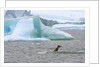 Killer Whale Diving near Penguin on Iceberg by Anonymous