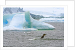 Killer Whale Diving near Penguin on Iceberg by Anonymous