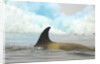 Killer Whale Swimming near Iceberg by Anonymous
