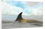 Killer Whale Swimming near Iceberg by Anonymous