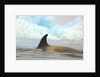 Killer Whale Swimming near Iceberg by Anonymous