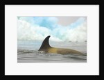 Killer Whale Swimming near Iceberg by Anonymous