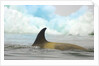 Killer Whale Swimming near Iceberg by Anonymous