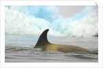 Killer Whale Swimming near Iceberg by Anonymous