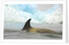Killer Whale Swimming near Iceberg by Anonymous