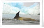 Killer Whale Swimming near Iceberg by Anonymous