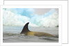Killer Whale Swimming near Iceberg by Anonymous