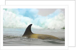 Killer Whale Swimming near Iceberg by Anonymous