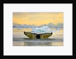 Humpback Whale Diving and Displaying Fluke by Anonymous