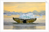 Humpback Whale Diving and Displaying Fluke by Anonymous