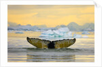 Humpback Whale Diving and Displaying Fluke by Anonymous