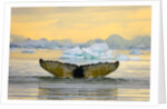 Humpback Whale Diving and Displaying Fluke by Anonymous