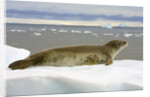 Leopard Seal Resting on Ice by Anonymous