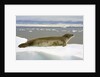 Leopard Seal Resting on Ice by Anonymous