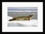 Leopard Seal Resting on Ice by Anonymous
