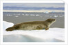 Leopard Seal Resting on Ice by Anonymous