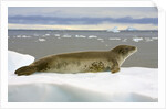 Leopard Seal Resting on Ice by Anonymous