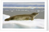 Leopard Seal Resting on Ice by Anonymous