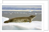 Leopard Seal Resting on Ice by Anonymous